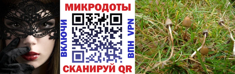 где найти   Мурино  Псилоцибиновые грибы Psilocybine cubensis 
